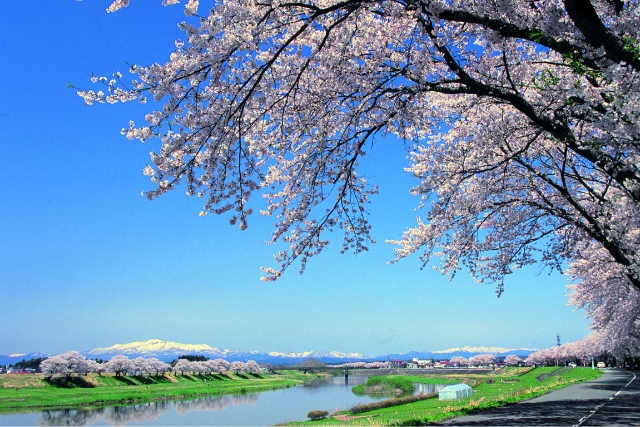 栗駒山と桜