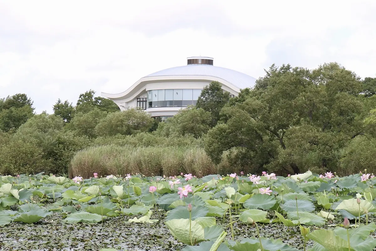 宮城県伊豆沼・内沼サンクチュアリセンター（鳥館）