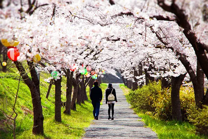 2024くりはらの桜開花情報を公開！