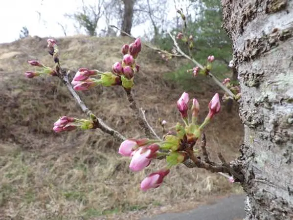 4.8　臥牛館公園　つぼみ.jpg