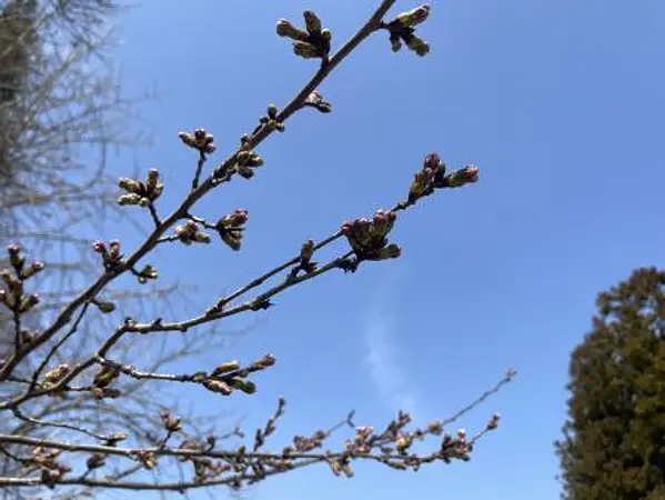 みちのく縄文橋周辺2.jpg