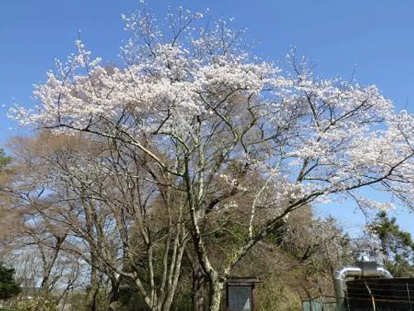 4.10　臥牛館公園2　見頃.jpg