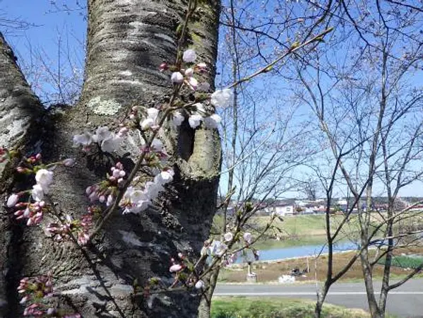 4.10　臥牛館公園1　見頃.jpg