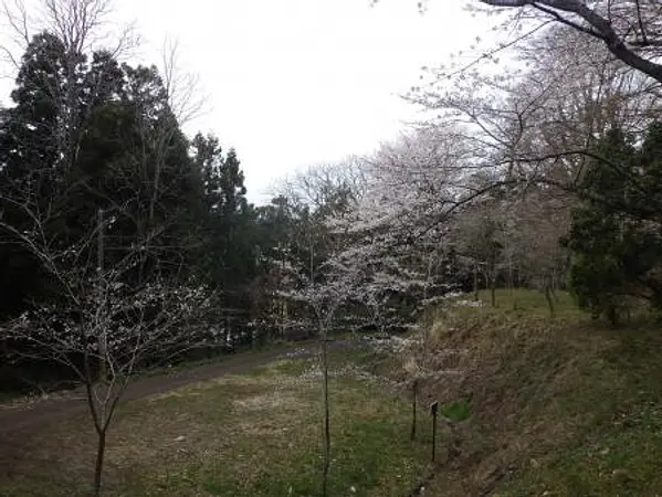 4.11　臥牛館公園1　見頃.jpg