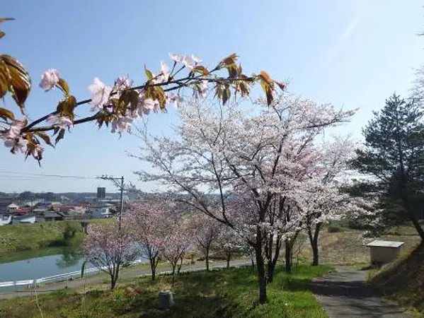 4.15　臥牛館公園1　満開.jpg