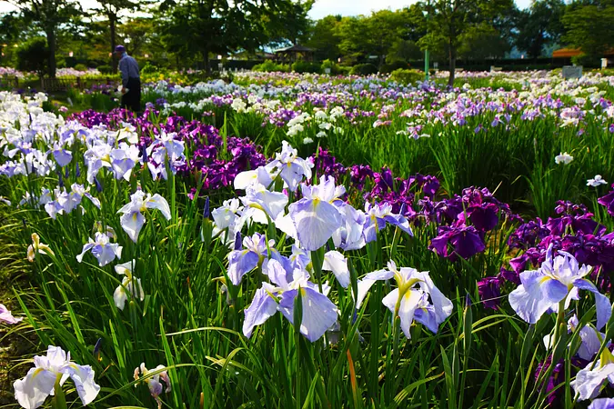 【必見】くりはらの6月のイベントやお祭り情報