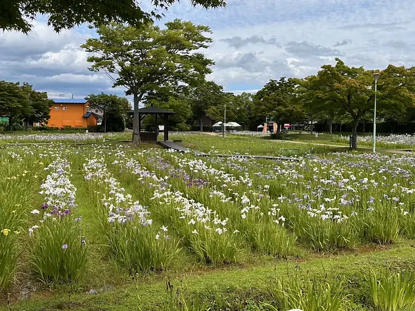 あやめ園の見ごろ情報