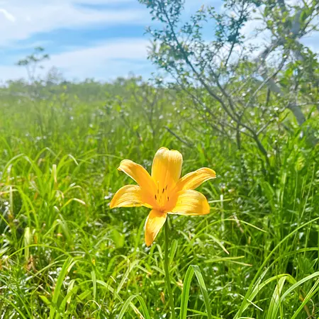 世界谷地原生花園の見ごろ情報