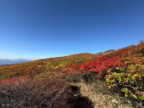 栗駒山の見ごろ情報（トレッキング・紅葉）