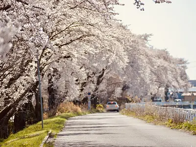 若柳桜まつり