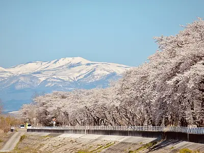 若柳桜まつり