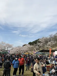 せみね桜まつり