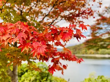 花山地区の紅葉の見ごろ情報