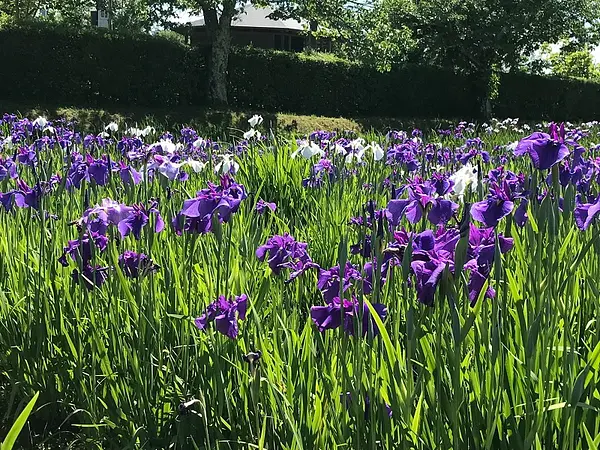 あやめ園の見ごろ情報