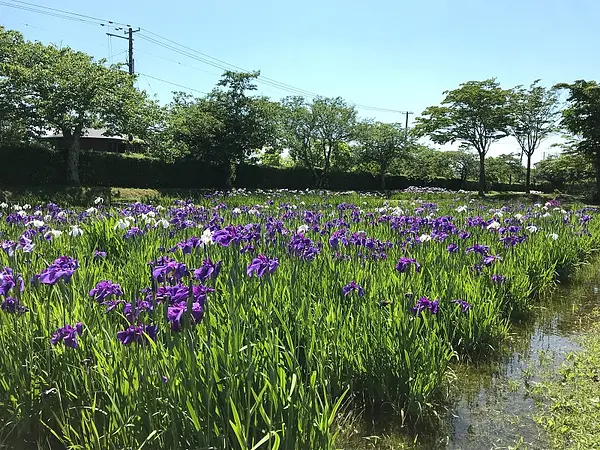 あやめ園の見ごろ情報