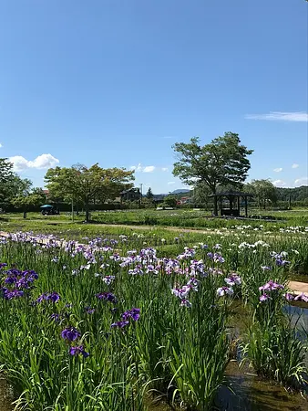 あやめ園の見ごろ情報