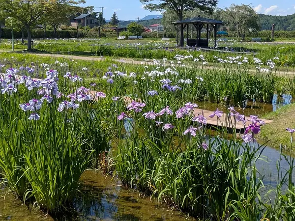 あやめ園の見ごろ情報