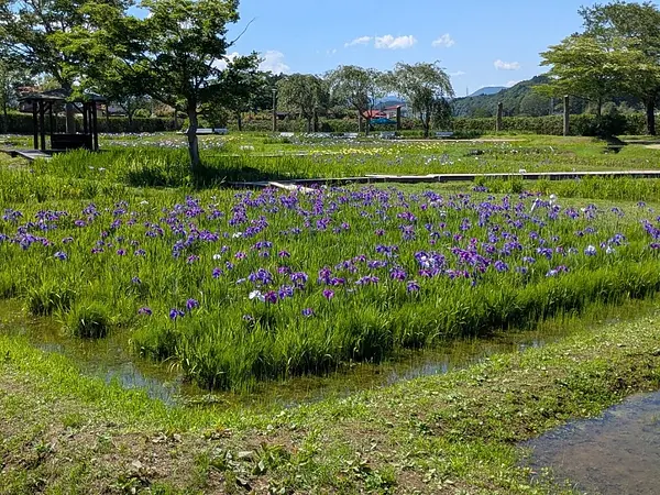 あやめ園の見ごろ情報