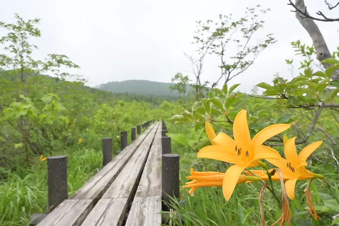 世界谷地原生花園の見ごろ情報