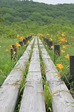 世界谷地原生花園の見ごろ情報
