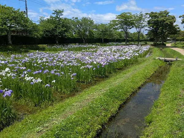あやめ園の見ごろ情報