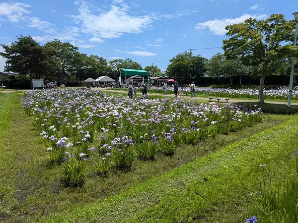 あやめ園の見ごろ情報