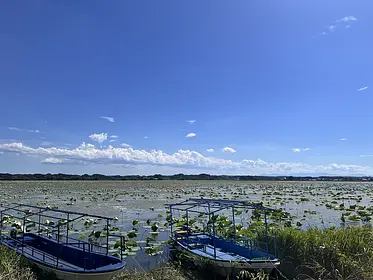 伊豆沼・内沼の見ごろ情報（はすまつり・渡り鳥）