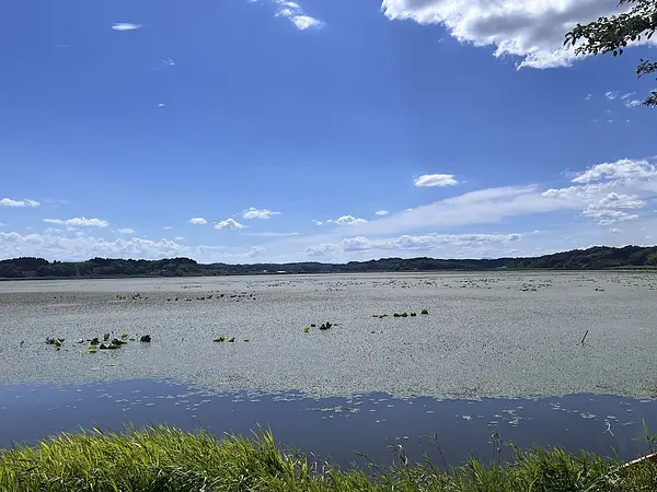 内沼②.jpg