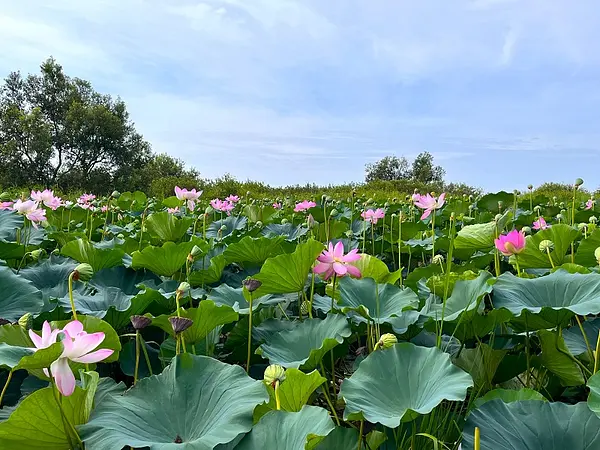 IMG_6985（サンク前池）.jpg
