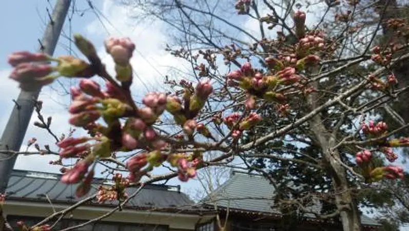 2025.04.08　愛宕山児童遊園2.jpg