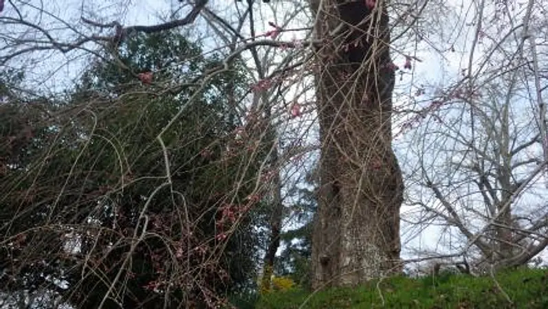 2025.04.08　愛宕山児童遊園1.jpg