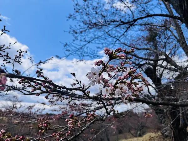 2025.04.09　薬師山公園11.jpg