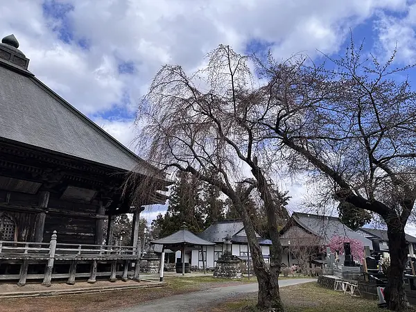 2025.04.09　薬師山公園2.jpg