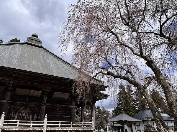 2025.04.09　薬師山公園3.jpg