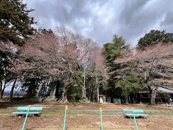 2025.04.09　薬師山公園5.jpg