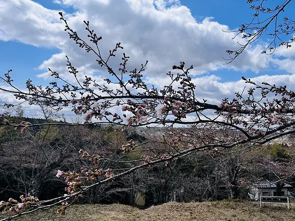 2025.04.09　薬師山公園9.jpg