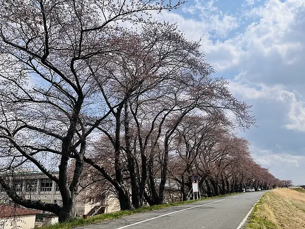 2025.04.11　若柳川北堤防4.jpg