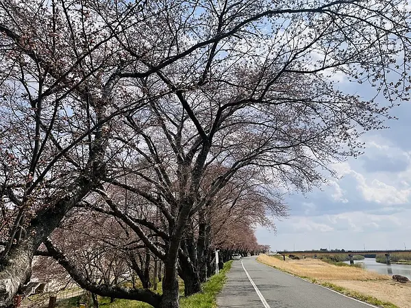 2025.04.11　若柳川北堤防5.jpg