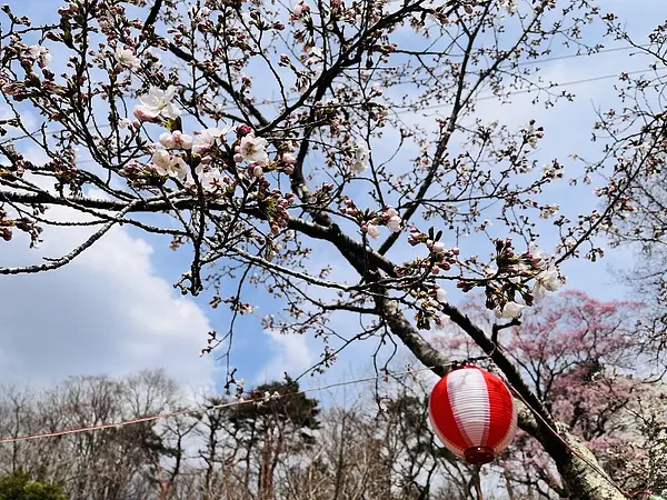 2025.04.11　五輪堂山公園5.jpg