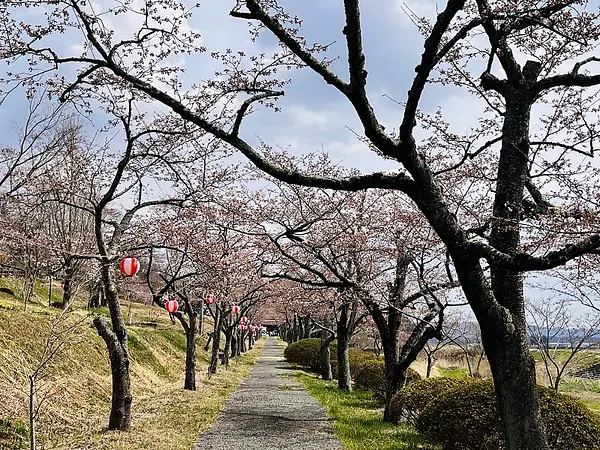 2025.04.11　五輪堂山公園3.jpg