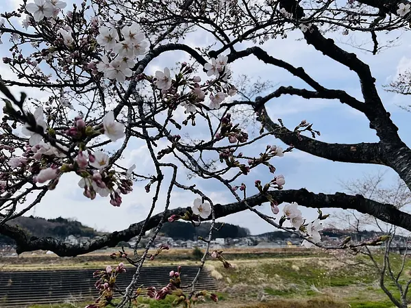 2025.04.11　五輪堂山公園7.jpg