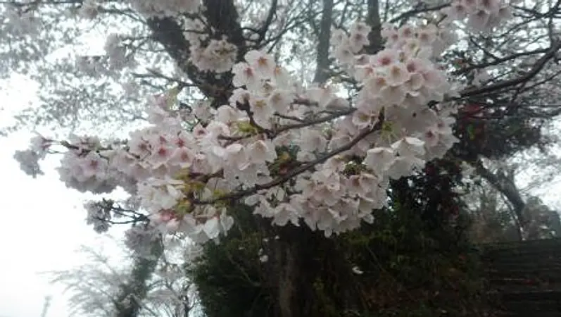 2025.04.14　愛宕山児童遊園1.jpg