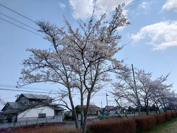 2025.04.17　千刈田公園1.jpg