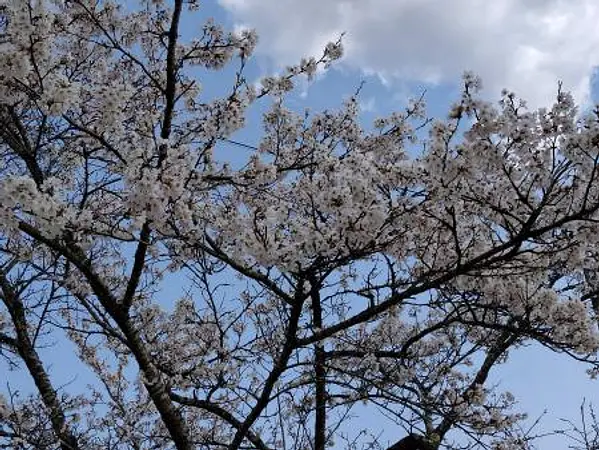 2025.04.17　千刈田公園2.jpg