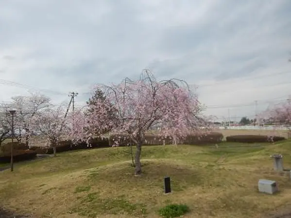 2025.04.17　カリヨン公園1.jpg