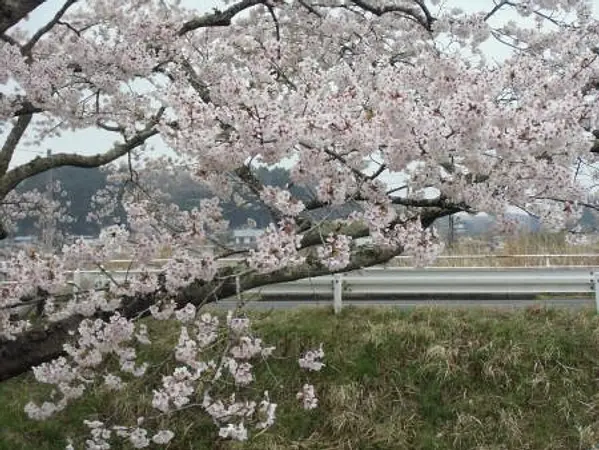 2025.04.18　五輪堂山公園2.jpg