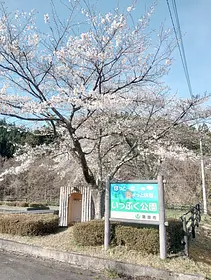 桜の見頃情報