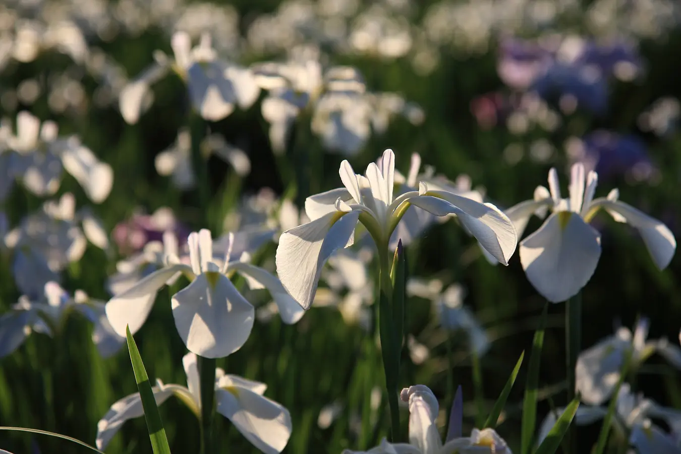 【必見】くりはらの令和8年6月のイベントやお祭り情報