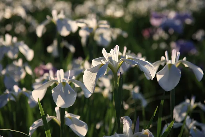 【必見】くりはらの令和8年6月のイベントやお祭り情報