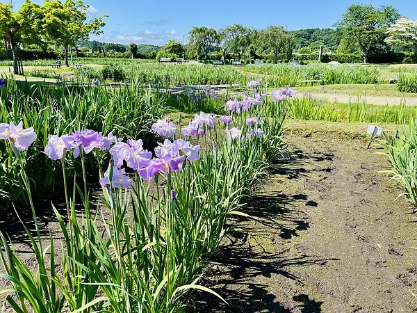 あやめ園の見ごろ情報